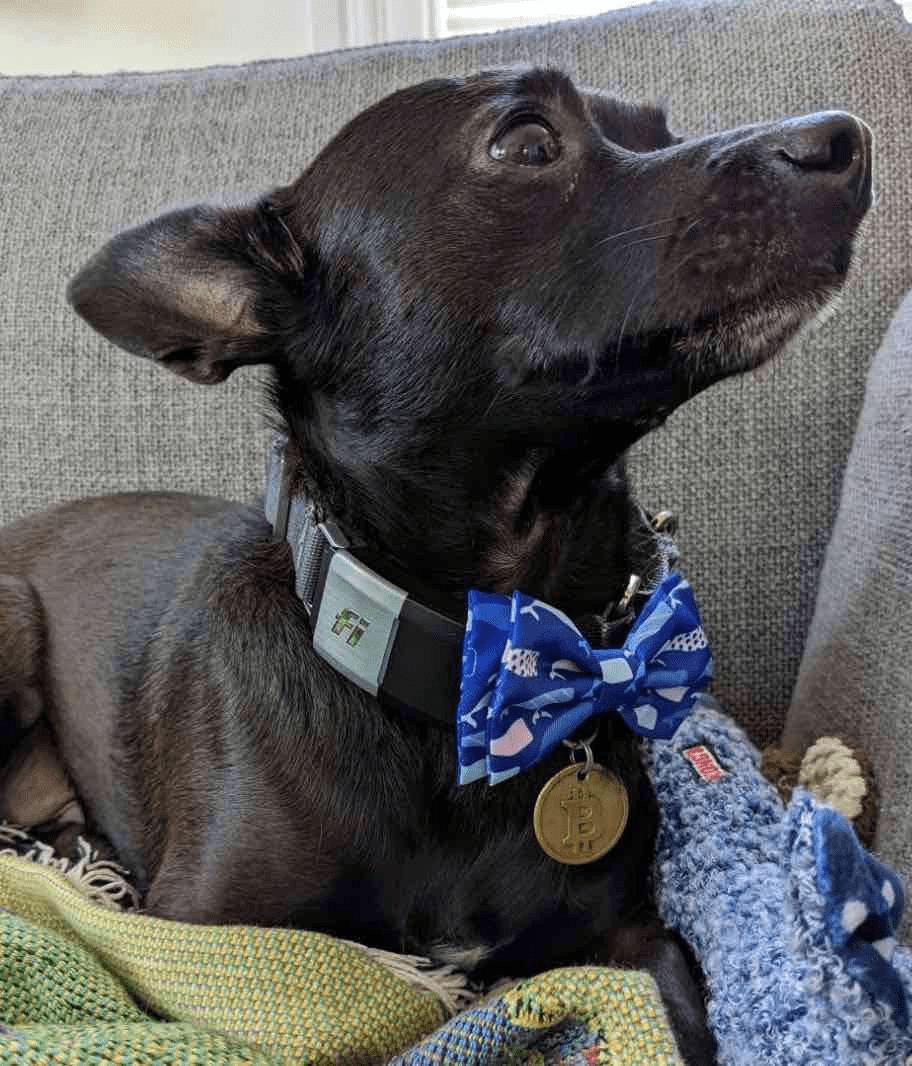 Inscription 131 – First Real Pet&nbsp;Picture